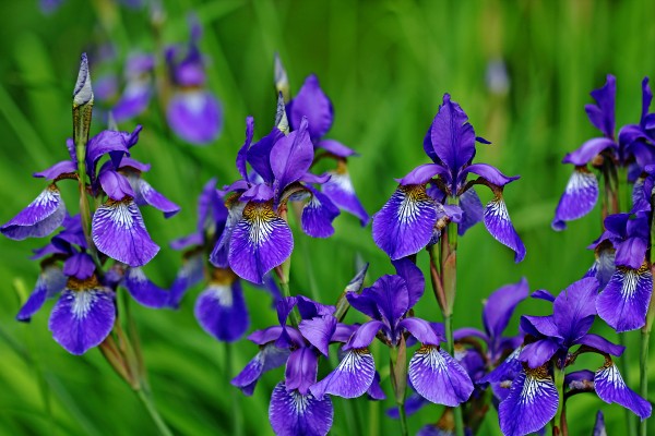Iris Bouquet by Deb Oppermann